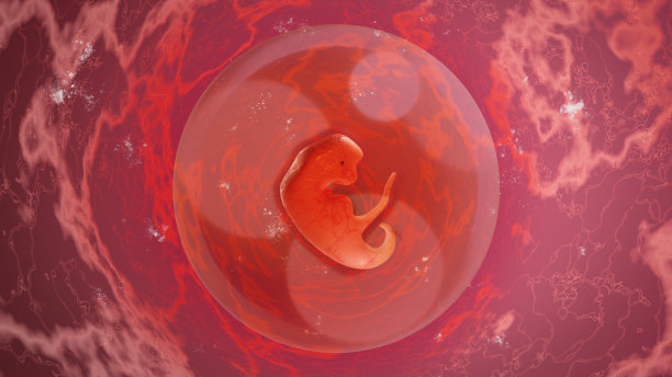 人类胚胎在子宫里生长了3周。3周的身孕。医学插图，3D渲染。图片下载