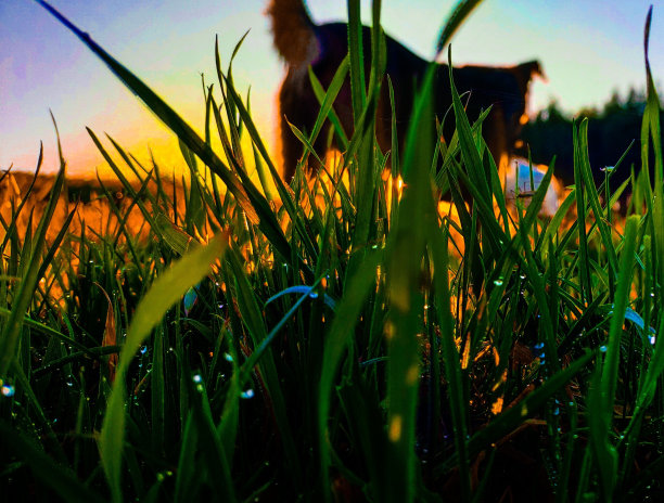 透过草药看狗图片下载