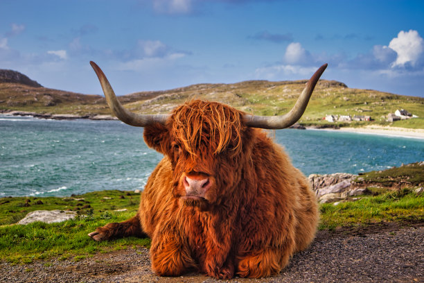 高地奶牛坐在草地边缘的海岸，Huisinis，哈里斯岛，外赫布里底群岛，苏格兰，英国图片下载