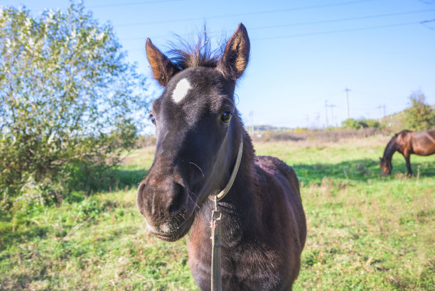 农场里的小马驹。图片下载