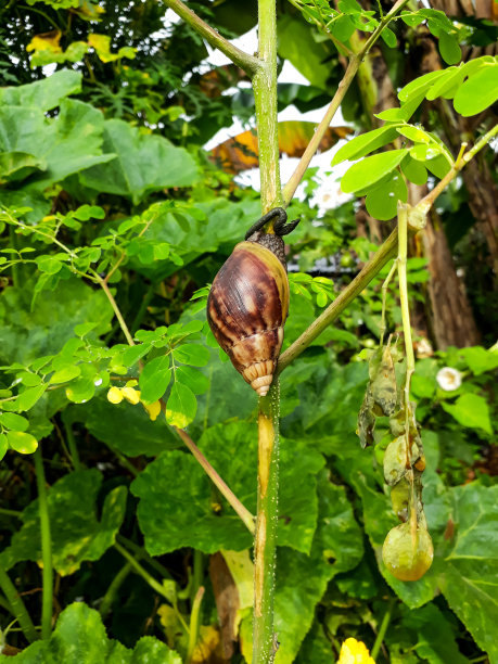 蜗牛动物简介图片图片下载