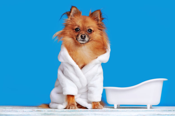 斯皮兹穿着浴袍坐在浴缸旁边图片下载