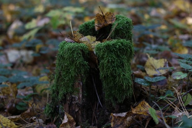 森林树桩图片下载