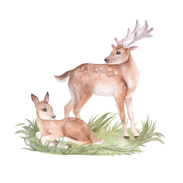 两只卡通鹿的水彩画插图，孤立的图片下载