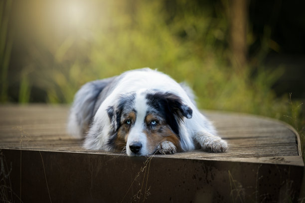 狗在湖边图片下载