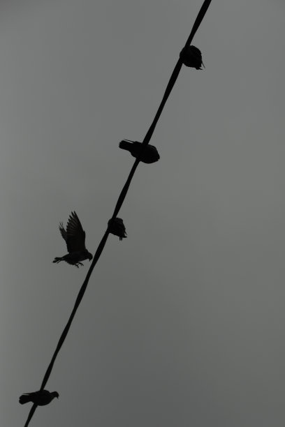 鸟降落。灰色日子里的鸽子。灰色的天空。鸽子在电线上的剪影。图片下载
