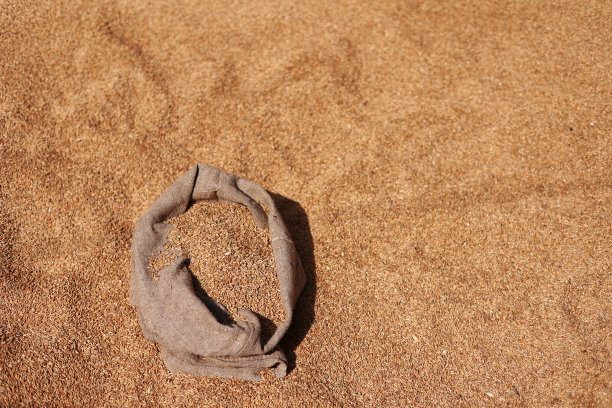 金黄色的全谷物装在黄麻袋里，背面是小麦。收割谷物。制作面包的原料。农业，耕作，繁荣，收获。本空间图片下载