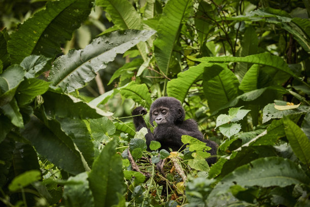 大猩猩宝宝图片下载