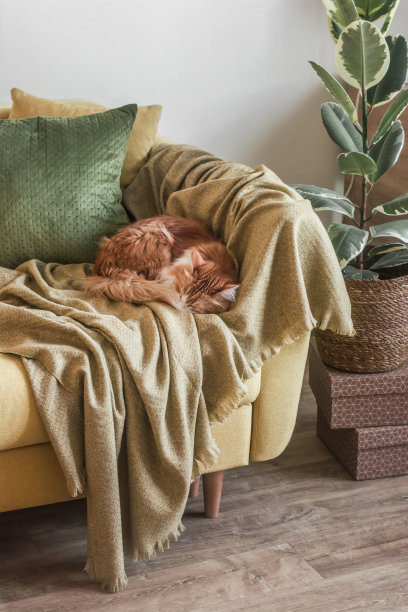 一个舒适的房间，有沙发，格子呢，一只北欧风格的红猫图片下载