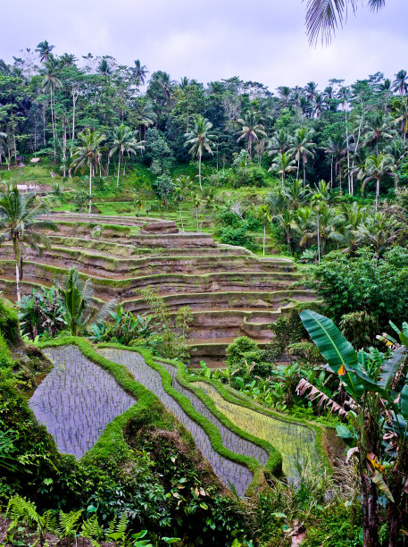 梯田稻田，乌布，巴厘岛，印度尼西亚图片下载