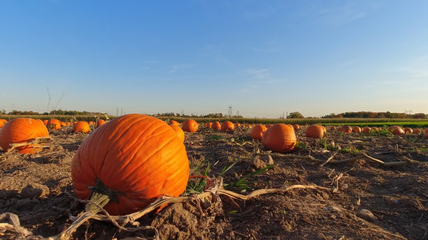 点缀着五颜六色的南瓜的农场。黄金时间的农场橘色南瓜。挑选你自己的南瓜出售。南瓜收获，感恩节和万圣节季节。图片下载