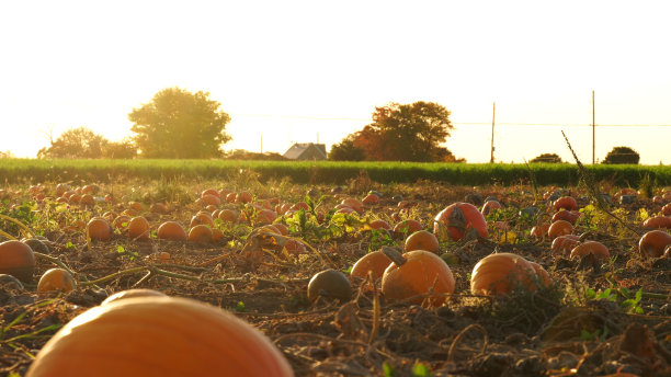 大橙色的南瓜在阳光下在秋天农场淘金。秋季和季节假期的全景景观。感恩节家庭日和万圣节庆祝活动在黄金时间举行。图片下载