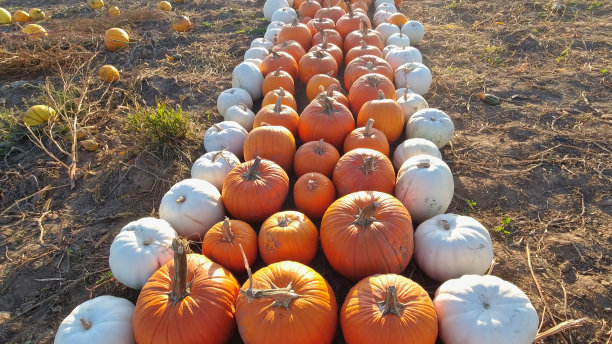 点缀着五颜六色的南瓜的农场。黄金时间的农场橘色南瓜。挑选你自己的南瓜出售。南瓜收获，感恩节和万圣节季节。图片下载