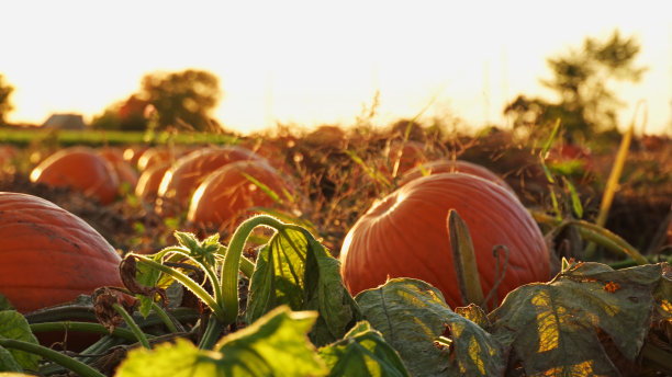 南瓜收获和感恩节季节。为农业旅游或农业旅游在南瓜农场的黄金时间。节日的场景和秋天的庆祝。挑选你自己的南瓜出售。图片下载
