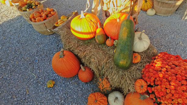 南瓜收获和感恩节季节。用南瓜和葫芦装饰的篮子，用于农业旅游或农业旅游。秋天的节日场景和庆祝秋天的黄金时刻。图片下载