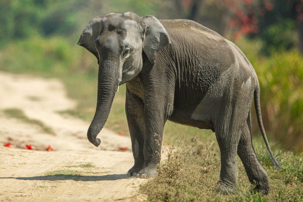 温和的巨人图片下载