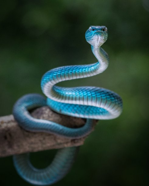 毒蛇的蛇图片下载