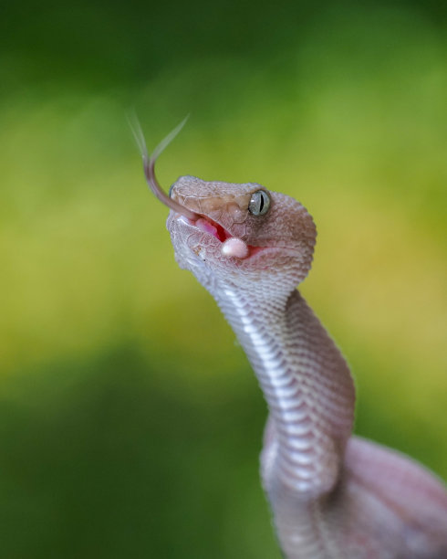 毒蛇的蛇图片下载