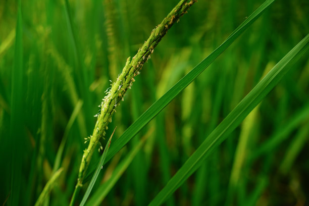 泰国乡村美丽的稻穗。图片下载