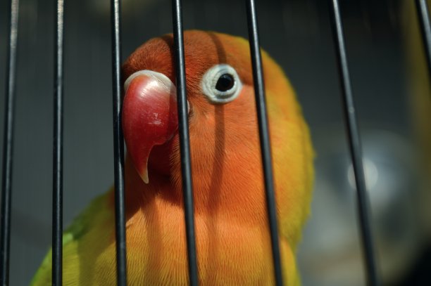 一种戴着菲舍尔眼镜的爱鸟，学名为Agapornis fishi，羽毛有红色、橙色、黄色和绿色，是许多爱鸟人士饲养的鸟类之一。图片下载