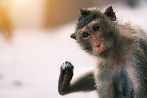 猕猴的肖像，猴子坐在围栏上对抗巴厘岛海，直布罗陀巴巴里猕猴。图片下载