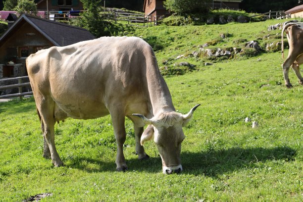 瑞士阿尔卑斯山上挂着铃铛的奶牛图片下载