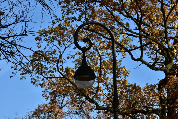 城市公园夜间照明用的电灯图片下载