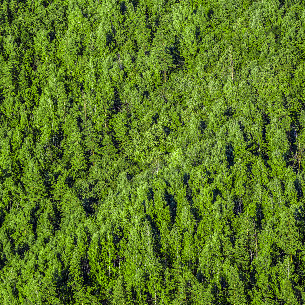 从上面看森林图片下载