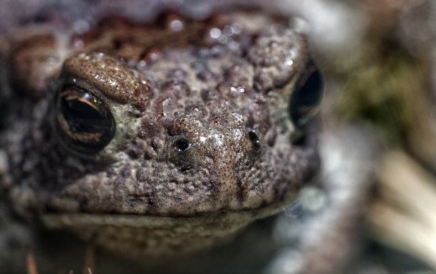 来自斯堪的纳维亚半岛的蟾蜍，在那里它是一种稀有物种图片下载