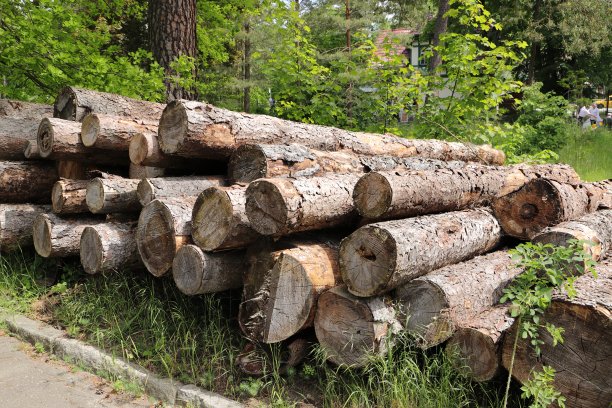 森林里刚砍下的木桩图片下载