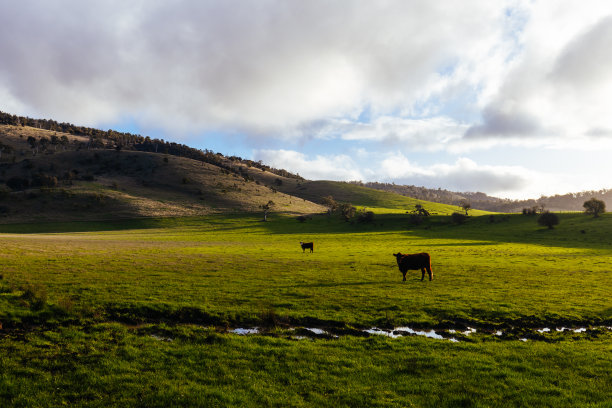 澳大利亚塔斯马尼亚州新诺福克附近的风景图片下载