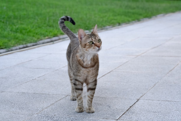 流浪猫站在街上。无家可归的宠物正等着吃饭图片下载