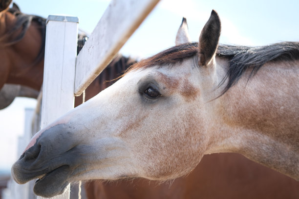 斑纹灰马将从畜栏农场的人手里吃东西图片下载