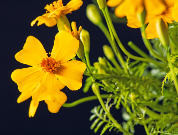 明亮的黄色万寿菊花特写在黑暗的背景图片下载
