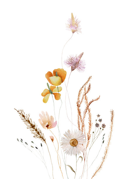 水彩野花插图图片下载