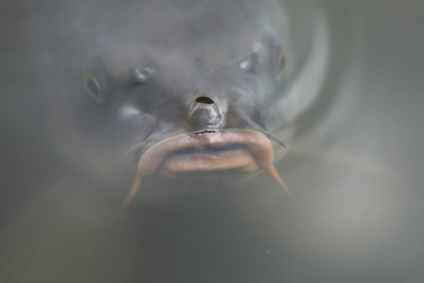 鲤鱼镜鲤鱼浮在水中图片下载