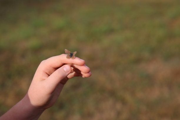 蝴蝶停留在孩子的手上图片下载