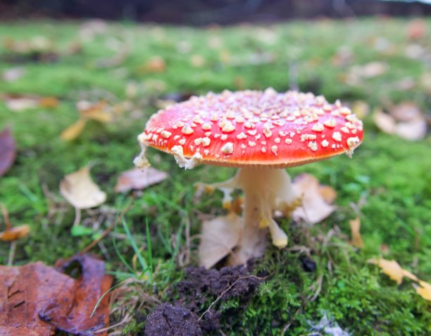 羊肚菌图片下载