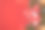 云杉，冷杉枝，红色浆果，礼品盒在红色背景。帧边界。圣诞新年作文背景贺卡。圣诞灯。空间的文本。横幅。图片下载