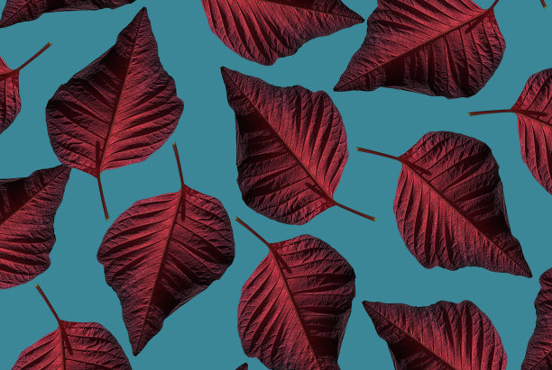 一品红叶子的图案。图片下载