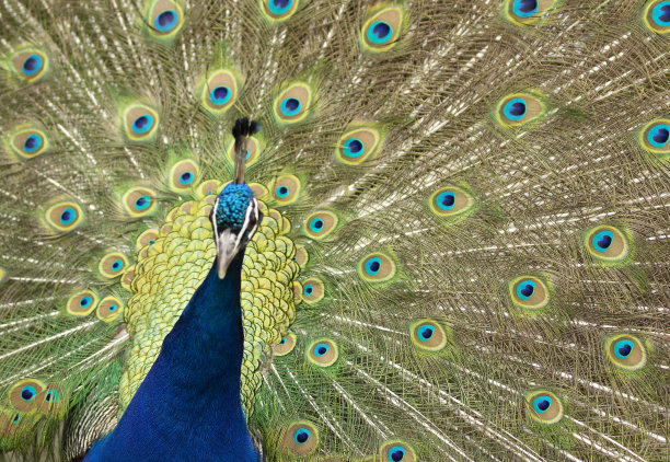 孔雀开着羽毛尾巴的特写照片图片下载