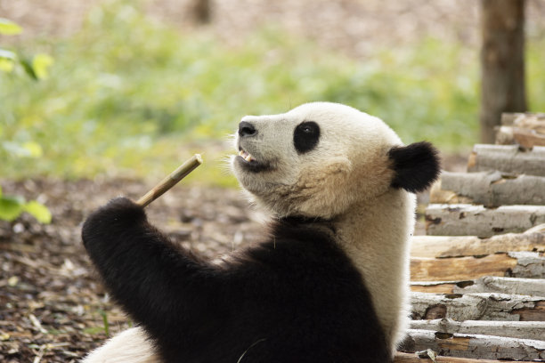 在中国的一个自然保护区，一只熊猫正在吃竹子图片下载