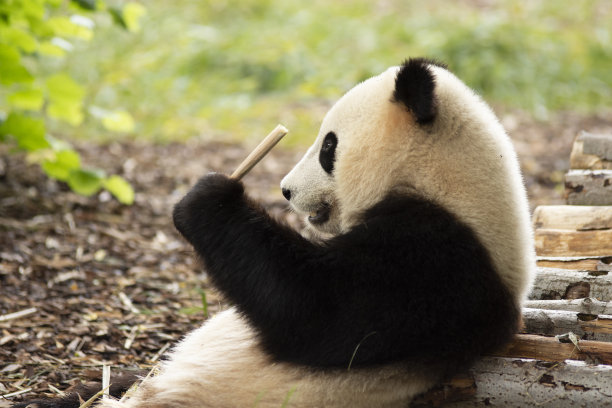 在中国的一个自然保护区，一只熊猫正在吃竹子图片下载