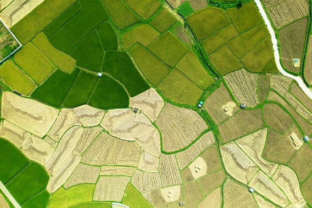 稻田鸟瞰图图片下载