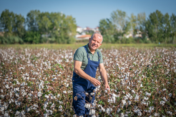 成熟的农民在棉花田里收割棉花图片下载