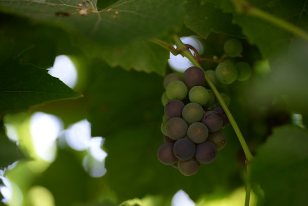 枝条上蓝绿色的葡萄特写，葡萄绿叶，未成熟的葡萄，绿色纹理，酿酒浆果，有机种植，浆果，维生素浆果图片下载