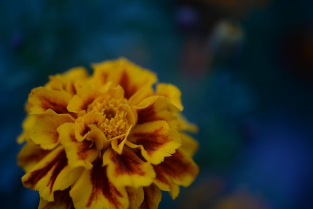 黄橙色的黑莓，万寿菊特写背景，在一个阳光明媚的日子，模糊的背景，花万寿菊特写背景在一个秋天阳光明媚的日子，橙色的万寿菊颜色，红色的花图片下载