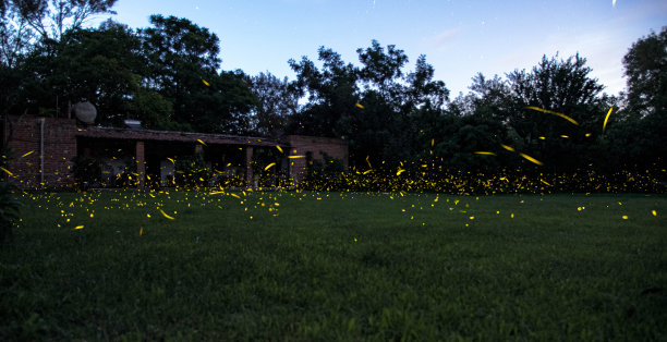 萤火虫图片下载