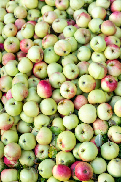 背景来自彩色的苹果。天然苹果水果背景，健康有机新鲜食品集合图片下载