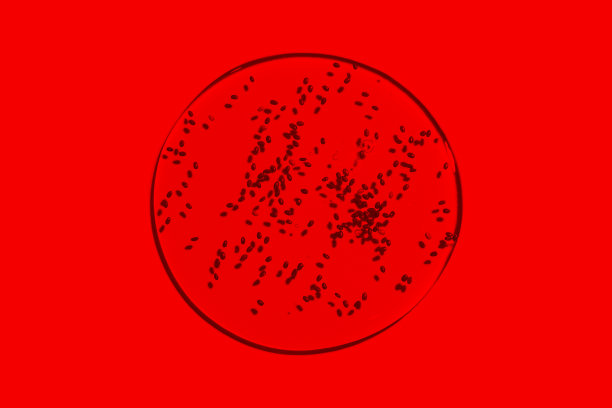 透明滴液体凝胶或润滑剂隔离在明亮的红色背景从上面，病毒防护，血清质地，血液，血浆，胚珠，红细胞图片下载